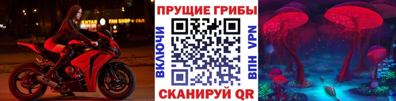 купить наркотик  Кодинск  Псилоцибиновые грибы GOLDEN TEACHER 